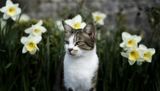 sommige planten en bloemen zijn giftig voor uw huisdier