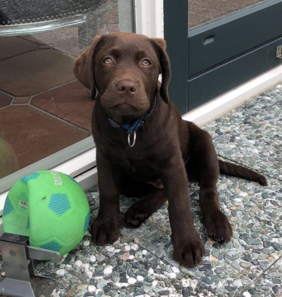 Pup heeft sok opgegeten - Dierenarts Breukelen