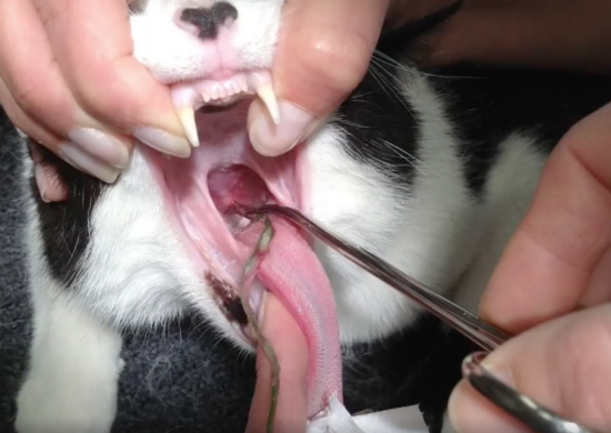 Brakende kat - grasspriet verwijderen - Dierenarts Breukelen