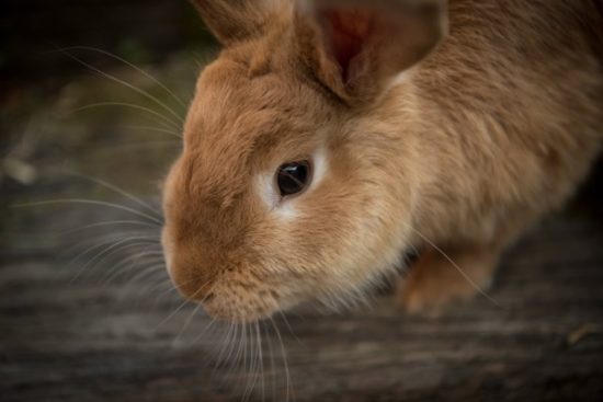 Lange tanden bij konijn - Dierenarts Breukelen