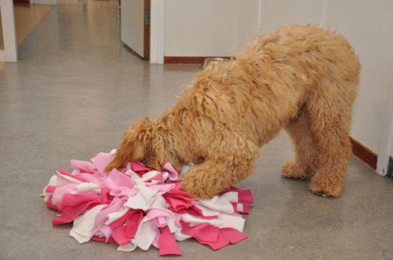 Snuffelen is voor iedere hond fijn en goed