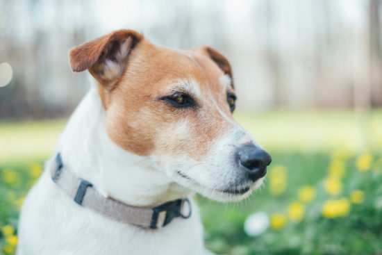 Ontstoken baarmoeder hond