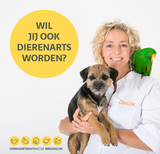 Junior Dierenarts Workshops