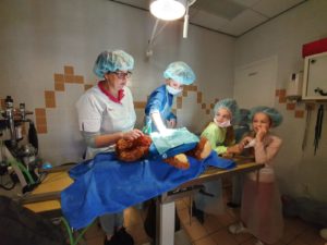 Junior Dierenarts Workshops 2019